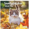 Produktbild: Alpha Edition Samtpfötchen 2026 - Broschürenkalender 30x30 cm (30x60 geöffnet) - Kalender mit Platz für Notizen - (30 x 30 cm) (160299)