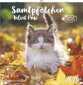 Produktbild: Alpha Edition - Samtpfötchen Kalender 2026 – Wandkalender & Bildkalender 30x30 cm (30x60 cm geöffnet) mit süßen Katzenmotiven, inkl. Poster, für Katzenliebhaber & Tierfreunde: Velvet paw