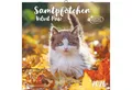 Produktbild: NEUMANN Wandkalender Samtpfötchen 2026 - Broschürenkalender 30x30 cm (30x60 geöffnet) -...