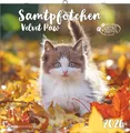 Produktbild: Samtpfötchen 2026 - Broschürenkalender 30x30 cm (30x60 geöffnet) - Kalender...