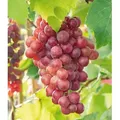 Produktbild: BALDUR Garten 1x Kernlose Tafel-Traube 'Vanessa®', Pflanze im 11 cm-Topf,Weinreben rot, Vitis vinifera, Weintrauben kernlos, winterhart, mehrjähr...