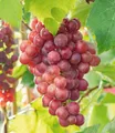 Produktbild: BALDUR Garten Obstpflanze Kernlose Tafel-Traube 'Vanessa®', 1 St., Selbstbefruchtend, winterhart, mehrjährig, pflegeleicht