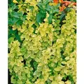 Produktbild: Lonicera Japonica Aureoreticulata Japanisches Geißblatt 100–150 cm