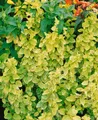 Produktbild: Pflanzen für Dich Kletterpflanze Lonicera japonica Aureoreticulata, 1 St., Japanisches Geißblatt, Goldgeflecktes Geißblatt, gelbgrün, kletterpflanze