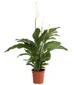 Produktbild: Dehner Air So Pure Einblatt Lauretta, großes Blattwerk, ca. 70-80 cm, Ø Topf 21 cm, Zimmerpflanze