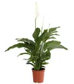 Produktbild: Dehner Zimmerpflanze Air So Pure Einblatt Lauretta, ca. 70-80 cm