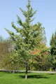 Produktbild: Ginkgo biloba 'Fastigiata' 100–125 cm – Winterhart, Mehrjährig, Pflegeleicht – Säulenginkgo – Solitärbaum für Garten & Vorgarten