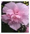 Produktbild: BALDUR Garten 1x Gefüllter Hibiskus Chiffon pink, Pflanze im 9x9 cm-Topf, Blüten essbar, Zierstrauch, bienenfreundlich, Hibiscus syriacus, winterhart, pflegeleicht, blühend