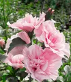 Produktbild: BALDUR Garten Zierstrauch Gefüllter Hibiskus 'Chiffon®' pink, 1 St., Riesenhibiskus, gefüllte Blüten, winterhart, mehrjährig