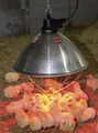 Produktbild: KERBL Infrarotheizstrahler Ø 350 mm, Netzkabel 5 m, 22729 1395210