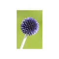 Produktbild: Echinops ritro 'Veitchs Blue', Kugeldistel, stahlblau, ca. 9x9 cm Topf