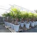 Produktbild: XXL Palme winterhart inkl. Pflanzkübel, 180 - 210 cm Trachycarpus fortunei, Hanfpalme,