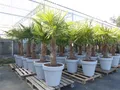 Produktbild: gruenwaren jakubik Baum XXL Palme winterhart . Pflanzkübel, 180 - 210 cm