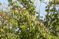Produktbild: Cornus sanguinea 150-200 cm – Winterhart, Mehrjährig, Pflegeleicht – Roter Hartriegel – Heckenpflanze für Garten & Sichtschutz