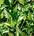 Produktbild: Funkie Enterprise - großer Topf - Hosta cultorum