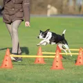 Produktbild: Trixie Pylonen-Hindernis-Set für Hunde ø 23 × 30 cm/78 cm Hundetraining