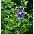 Produktbild: Ballonblume Marie - Platycodon grandiflorus