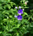 Produktbild: Ballonblume Marie - Platycodon grandiflorus