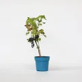 Produktbild: Plant in a Box - Traubenpflanze - Vitis vinifera ‘Nero’ - Höhe 60-75cm - Topf 21cm