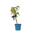 Produktbild: Plant in a Box  Traubenpflanze Vitis vinifera 'Nero' 60cm Obstpflanze