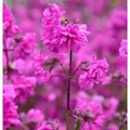 Produktbild: gefüllte Pechnelke - Lychnis viscaria