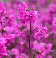 Produktbild: gefüllte Pechnelke - Lychnis viscaria - lebende Gartenpflanze aus den Baumschulen