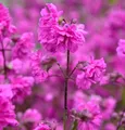 Produktbild: gefüllte Pechnelke - Lychnis viscaria