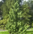 Produktbild: Mähnenzypresse 100-125cm - Chamaecyparis nootkatensis