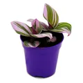 Produktbild: Exotenherz Mini-Pflanze Dreimasterblume Tradescantia 