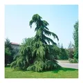 Produktbild: Pflanzen für Dich Konifere Cedrus deodara Pendula, 1 St., Hänge-Himalaya-Zeder, Hänge-Zeder, hängend, immergrün