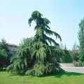Produktbild: Cedrus deodara 'Pendula' 60–80 cm – Immergrün, Winterhart, Mehrjährig – Himalaya-Zeder – Solitärgehölz für Garten & Vorgarten