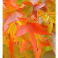 Produktbild: Amerikanischer Amberbaum Fame Forever 125-150cm - Liquidambar styraciflua
