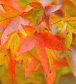 Produktbild: Amerikanischer Amberbaum Fame Forever 125-150cm - Liquidambar styraciflua - lebende Gartenpflanze aus den Baumschulen