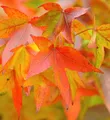Produktbild: Amerikanischer Amberbaum Fame Forever 125-150cm - Liquidambar styraciflua