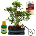 Produktbild: Exotenherz Bonsai Chinenischer Feigenbaum Ficus Retusa ca. 12-15 Jahre 30cm Schale Geschenk Set mit Schere & Dünger