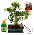 Produktbild: Bonsai Chin. Feigenbaum Ficus retusa ca. 12-15 Jahre 30cm Schale Geschenk-Set mit Schere und Dünger