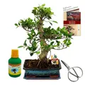 Produktbild: Bonsai Chin. Feigenbaum Ficus retusa ca. 12-15 Jahre 30cm Schale Geschenk-Set mit Schere und Dünger