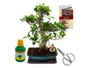 Produktbild: Exotenherz Zimmerpflanze Bonsai Chin. Ficus retusa ca. 12-15 Jahre 30cm Schale Geschenk-Set