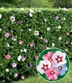 Produktbild: Hibiskus-Hecke, 5 Pflanzen, Hibiscus Syriacus Heckenpflanzen blühend