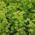 Produktbild: Busch Wolfsmilch - Euphorbia martinii