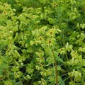 Produktbild: Busch Wolfsmilch - Euphorbia martinii