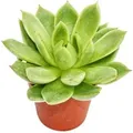 Produktbild: Exotenherz Echeveria Agavoides Kleine Pflanze im 5,5cm Topf