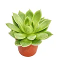 Produktbild: Exotenherz Kaktus Echeveria agavoides - kleine Pflanze im 5,5cm Topf