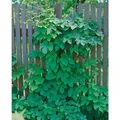 Produktbild: Humulus Lupulus Pure Hopfen 40–60 cm