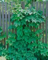 Produktbild: Pflanzen für Dich Kletterpflanze Humulus lupulus Pure, 1 St., Hopfen, schnellwachsend, hopfenaroma
