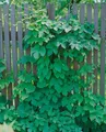 Produktbild: Humulus lupulus 'Pure', Hopfen, 40–60 cm