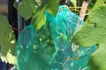 Produktbild: Trauben Schutzbeutel (28x40cm) | Traubenschutz gegen Fraß von Vögel, Wespen und andere Insekten | Vogelschutz Organzabeutel (100)
