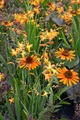 Produktbild: Pflanzen für Dich Staude Echinacea purp. Tiki Torch, 1 St., Sonnenhut