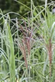 Produktbild: Pflanzen für Dich Gräser Miscanthus sinensis Malepartus, 1 St., Chinaschilf, Silberfedergras, rotbraune Blütenrispen, herbstfärbung