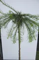 Produktbild: Hochstamm Europäische Hängelärche Puli - Larix decidua - Stamm 80cm + Krone